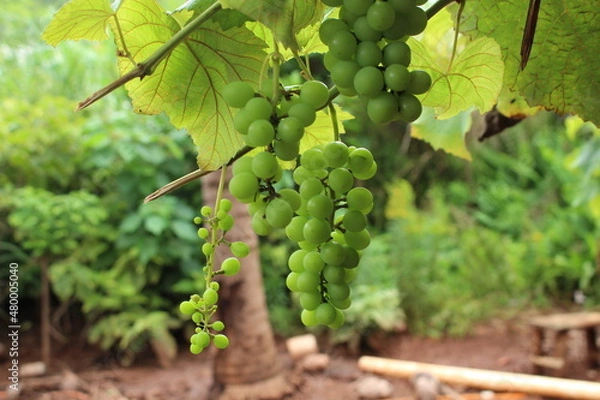 Obraz grape tree