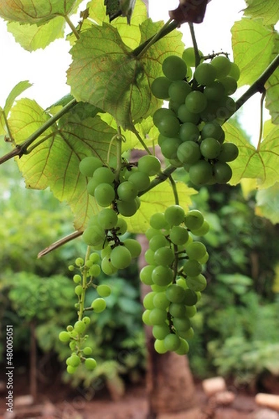 Obraz grape tree