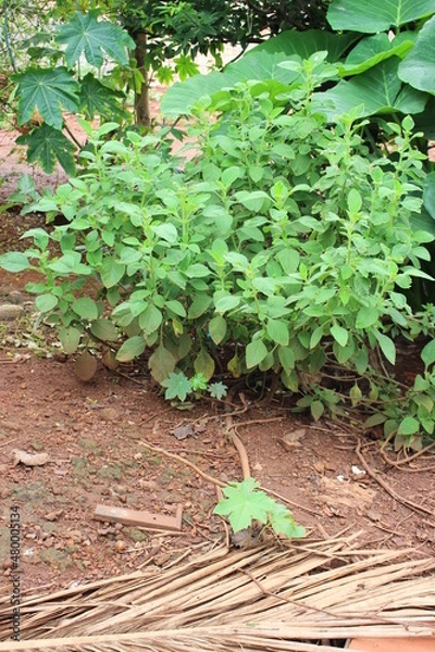 Obraz boldo tree.