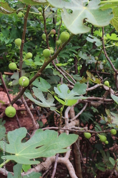 Obraz fig tree