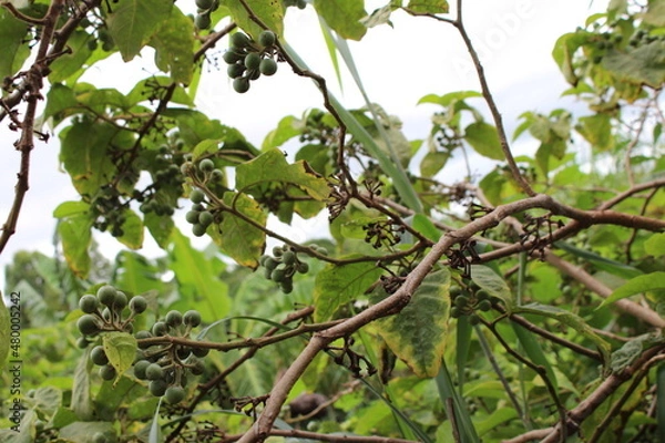 Obraz Jurubeba tree, a plant native to Brazil