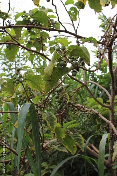Obraz Jurubeba tree, a plant native to Brazil