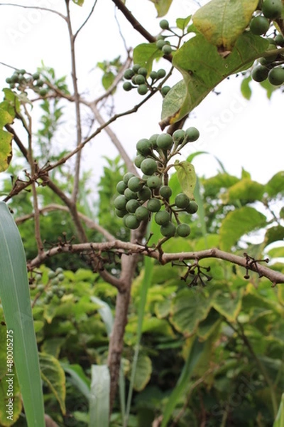 Obraz Jurubeba tree, a plant native to Brazil