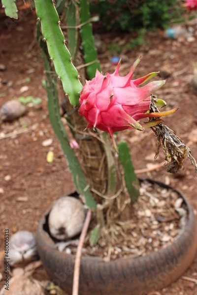 Obraz Pitaya fruit tree.