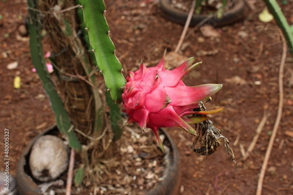 Obraz Pitaya fruit tree.