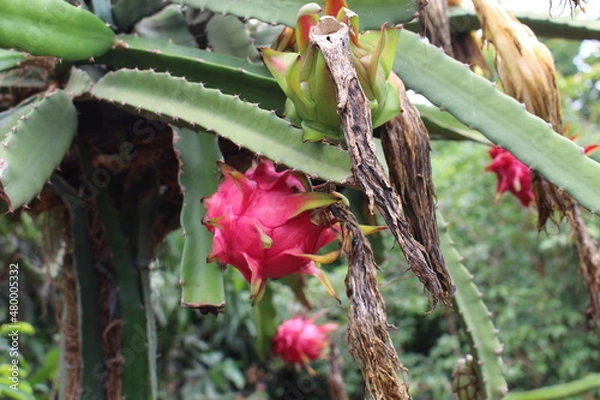 Obraz Pitaya fruit tree.