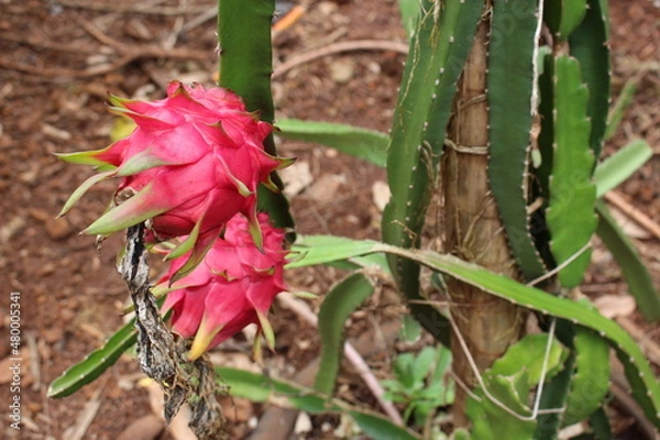 Obraz Pitaya fruit tree.