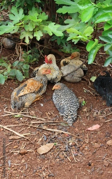 Obraz Rooster and hens in the yard