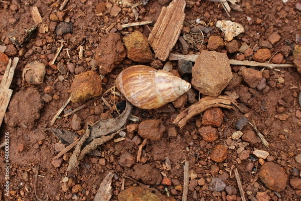 Obraz Snail on the tree alive and on the ground dead