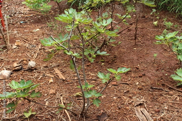 Obraz fig tree
