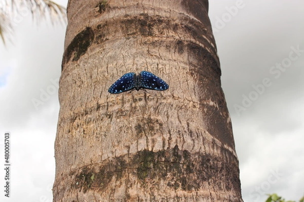 Obraz Blue butterfly on the tree