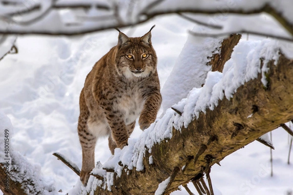Obraz Luchs im Winter