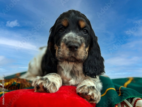 Fototapeta A beautiful, thoroughbred puppy of an English Cocker spaniel. Portrait. Age 2 months. The color is blue roan with tan.