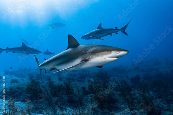 Fototapeta Caribbean Reef Sharks (Carcharhinus perezi)