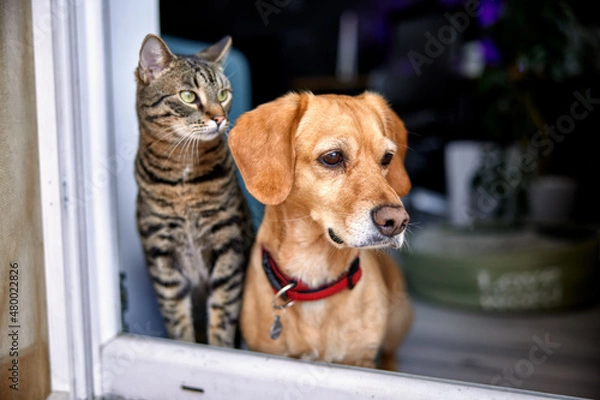 Obraz dog and cat as best friends, looking out the window together