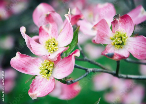 Fototapeta Dogwood