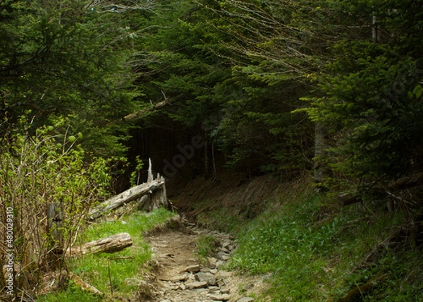 Fototapeta Great Smoky Mountains
