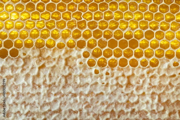 Obraz Honey cells with a wax