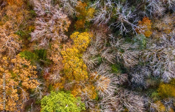 Fototapeta End of foliage aerial