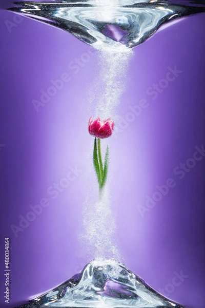 Obraz A tulip in a water bubbles