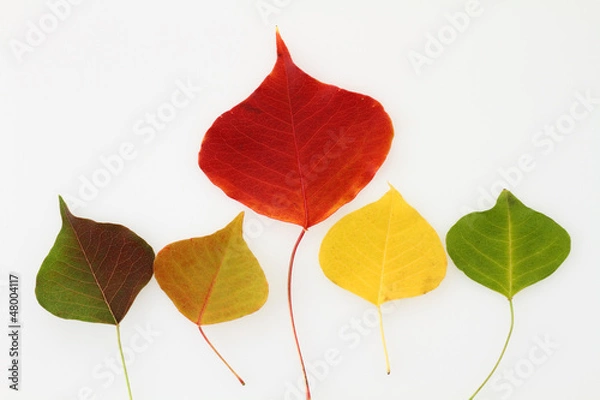 Fototapeta 秋の葉　カラフルな落ち葉