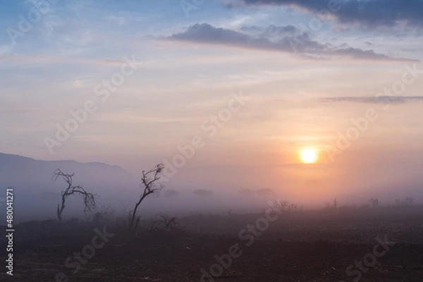 Obraz Arbol con neblina