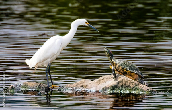 Fototapeta Confrontation between snowy egret and turtle