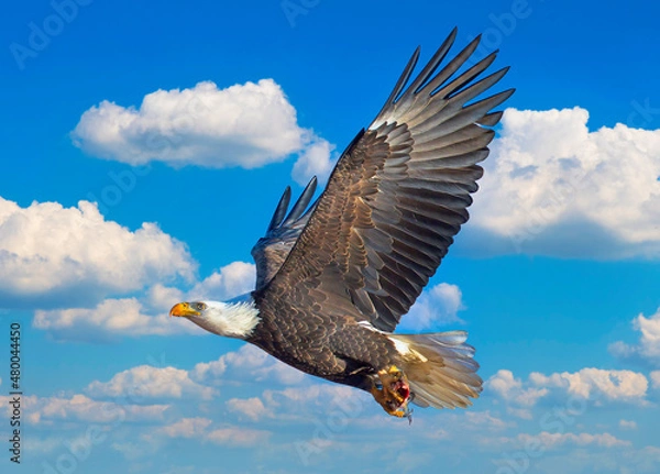 Fototapeta Bald eagle flying with fish in its talons