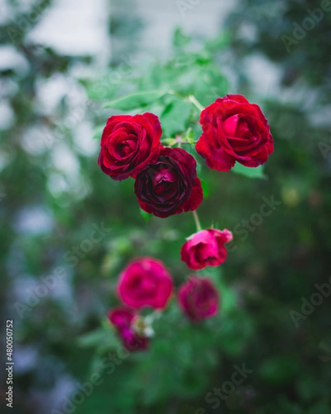 Obraz Dark Roses
