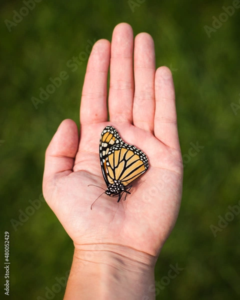 Obraz Monarch Butterfly Hand