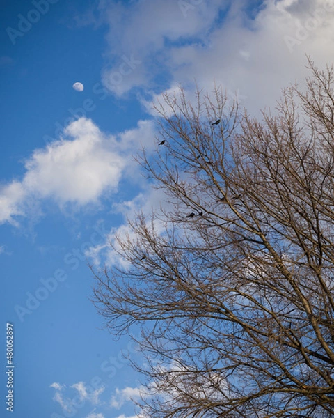 Obraz Spring Trees Birds and Moon