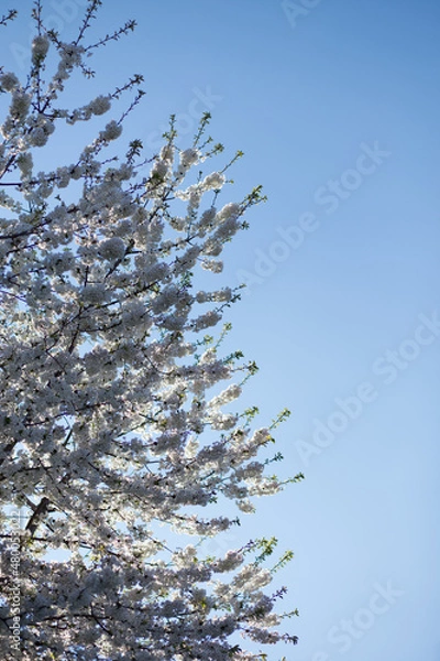Obraz Spring Tree White Flowers