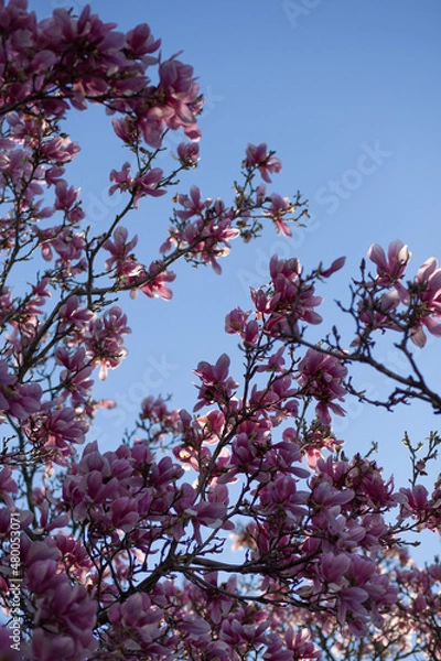 Obraz Spring Tree Flowers Sky