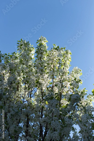 Obraz Spring Tree White Flowers Sky