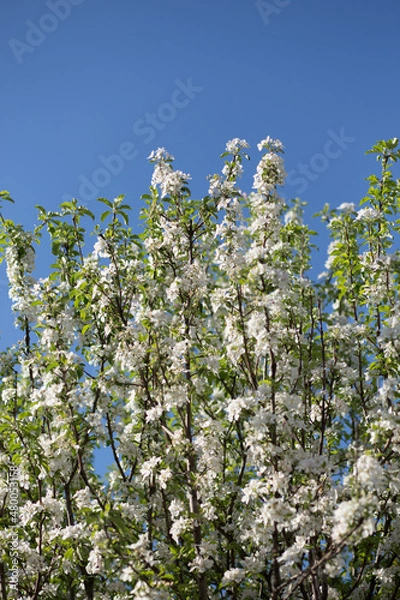 Obraz Spring Tree White Flowers