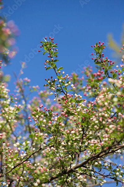 Obraz Spring Tree Green Red Berries