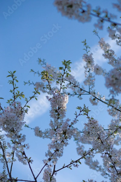 Obraz Spring Tree White Flowers