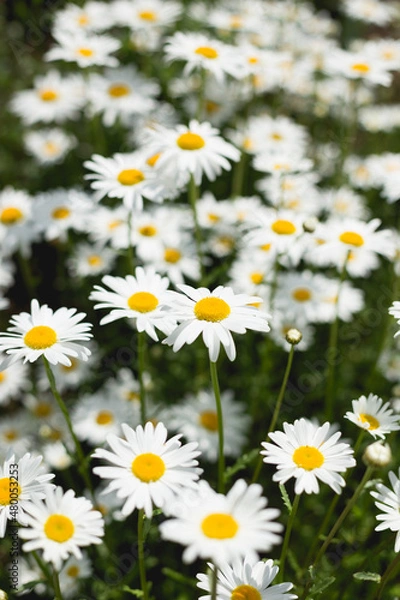 Obraz Rows of Daisies