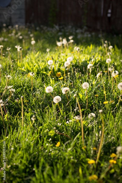 Obraz Golden Hour Dandelions
