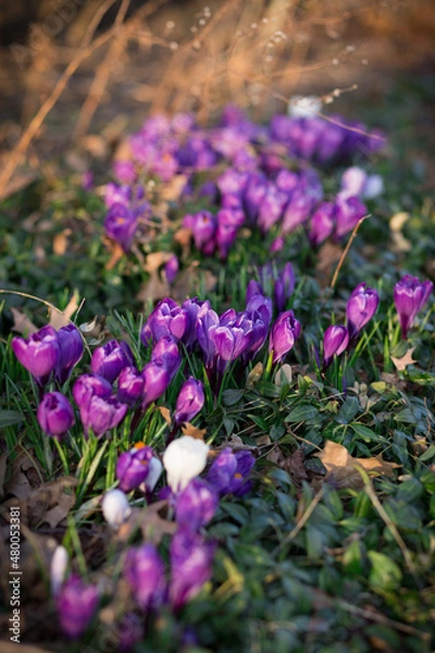 Obraz Spring Purple Tulips