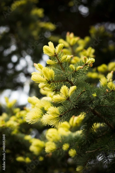 Obraz Yellow Pine Blossoms
