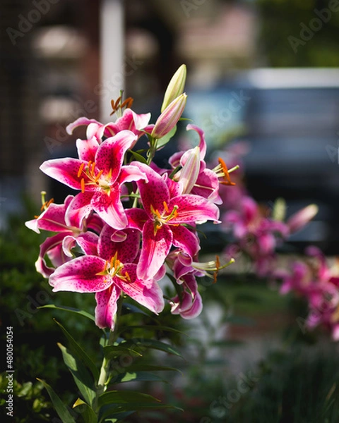 Obraz Summer Stargazer Lillies