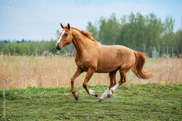 Fototapeta Beautiful red horse running in the field in summer. Don breed horse.