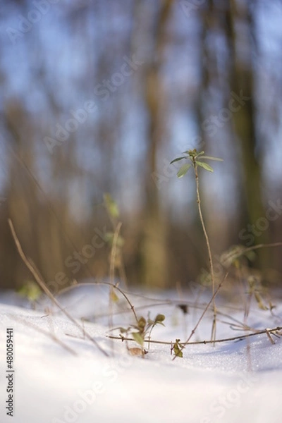 Fototapeta Winter landscape 