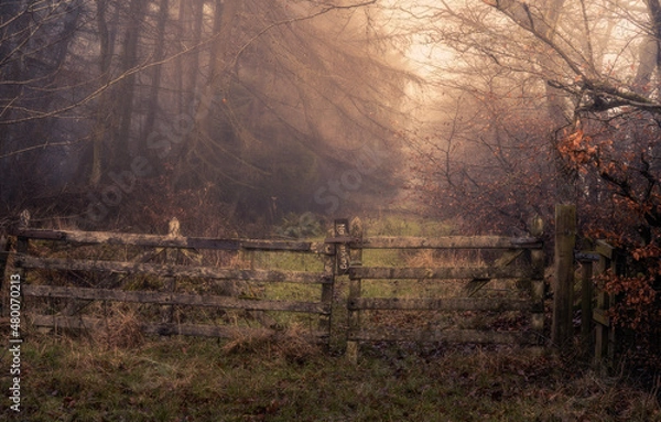 Obraz Misty Woodland Path