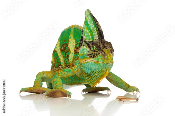 Obraz Zielony kameleon