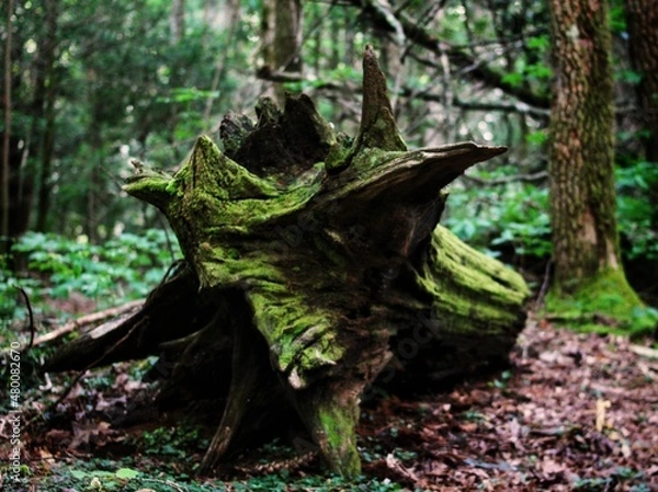 Obraz Moss covered fallen tree in the forest.