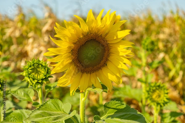 Obraz Sunflowers