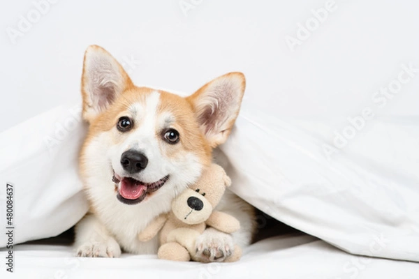 Fototapeta Corgi puppy lying on a bed under a blanket with a plush bear hugging and looking at the camera