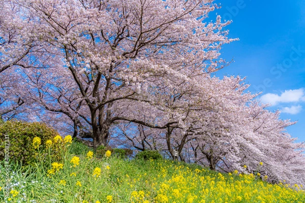 Obraz 日本の春 埼玉幸手 幸手権現堂桜堤の桜並木
